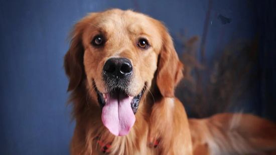 狗狗冠状病毒要怎么治疗?