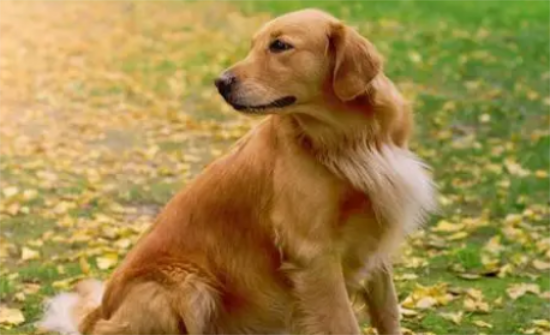 金毛犬狗狗掉毛严重怎么办 金毛犬狗狗掉毛严重怎么办