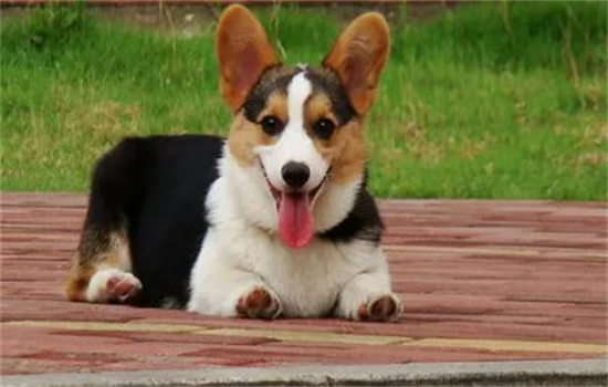 柯基的生活习性