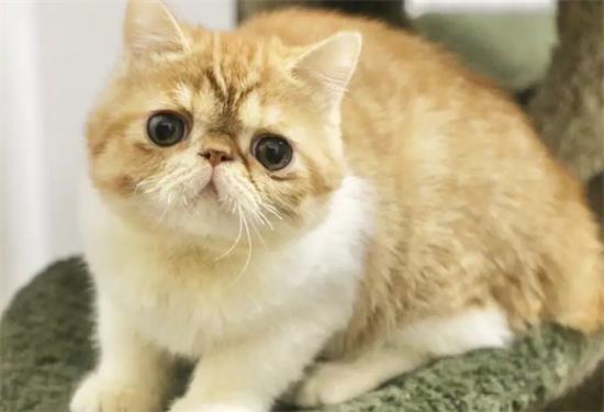 加菲猫鼻子不通气 加菲猫呼吸都有困难怎么办