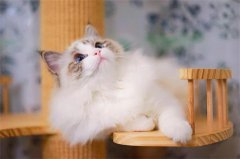 è������ᴫȾ������