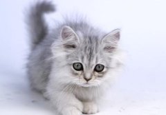 è�������к�ɫ��ú��