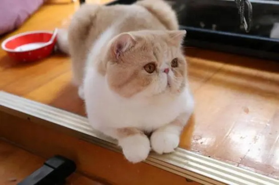 猫咪猫消化不良怎么办