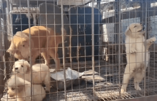 养殖场淘汰的金毛怎么处理 养殖场淘汰的金毛怎么处理