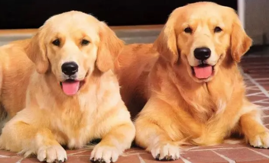 金毛犬公的好养还是母的好养 金毛犬公的好养还是母的好养
