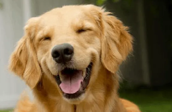 三个月大金毛可以啃排骨嘛 三个月大金毛可以啃排骨嘛