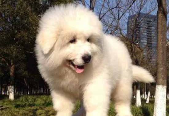 大白熊犬价格 大白熊犬多少钱一只