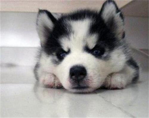 小狗一直咬尾巴是为啥