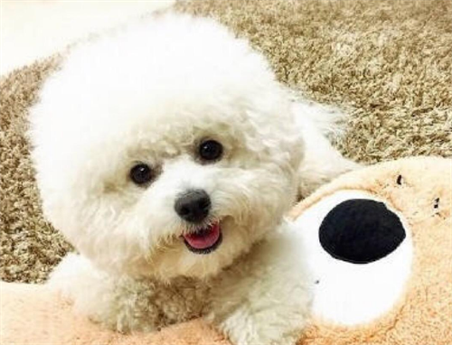 比熊可以吃土豆吗