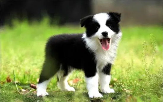 小狗挠墙怎么回事