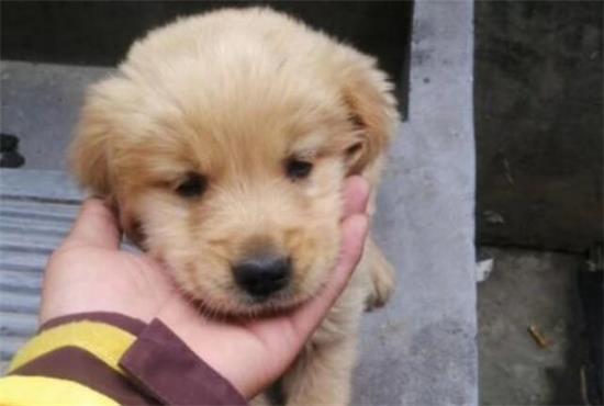 金毛什么时候开始懂事 金毛什么时候开始懂事