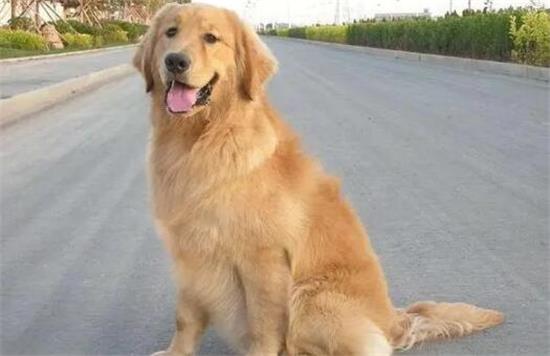 金毛开始懂事的表现 金毛开始懂事的表现