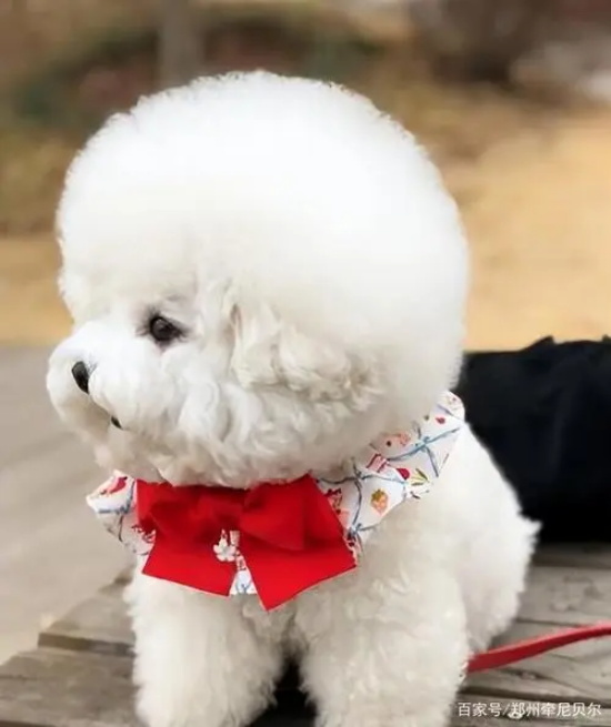 狗狗泪痕的有效消除方法