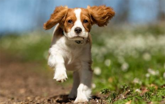 幼犬什么时候可以剃毛