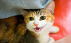 èΪʲô����˯��