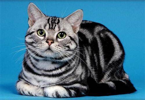 猫抓伤20天打针还有效吗