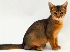 è����ٽ������