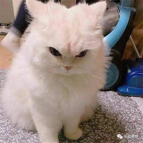 èΪʲôͻȻ²»³ÔèÁ¸