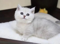 èΪʲô�����˵ı���