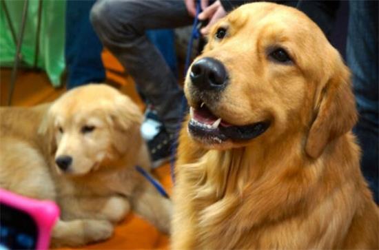 金毛什么时候认主 金毛什么时候认主