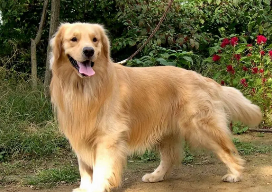 普通家庭养得起金毛吗 普通家庭养得起金毛吗
