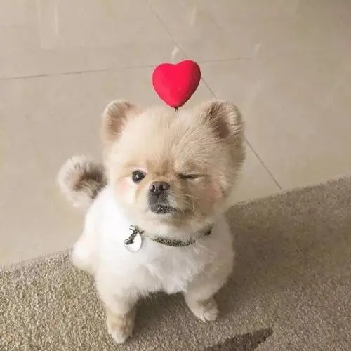 狗狗能不能吃海鲜?