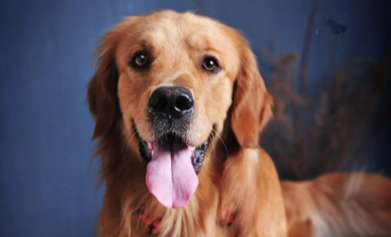 遇到坏人金毛会护主吗 遇到坏人金毛会护主吗