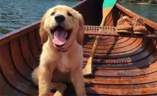 金毛多大开始打疫苗啊 金毛多大开始打疫苗啊