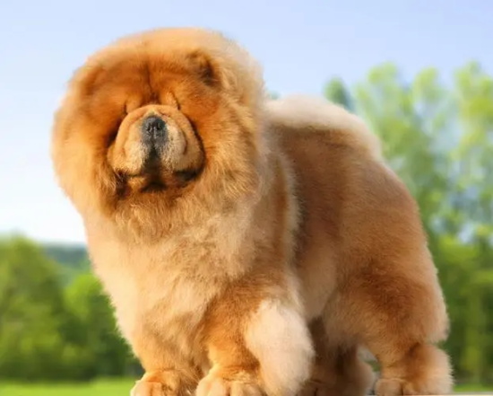 教你学会聆听狗狗的声音