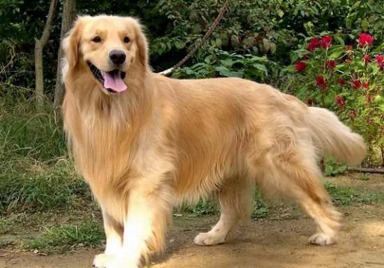 女孩养金毛的禁忌 女孩养金毛的禁忌