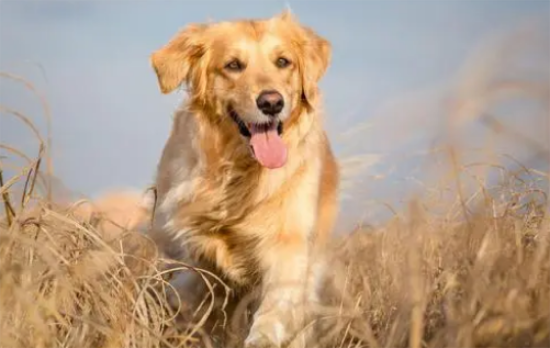 金毛为什么容易被抛弃 金毛为什么容易被抛弃