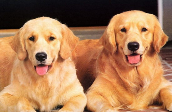 两个月的金毛应该吃什么注意些什么 两个月的金毛应该吃什么注意些什么