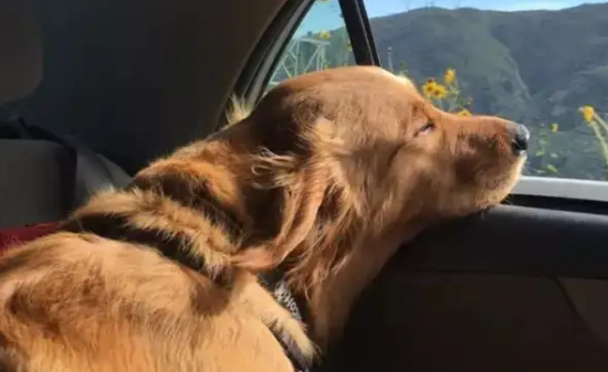 狗晕车流口水又吐有什么办法 狗晕车流口水又吐有什么办法