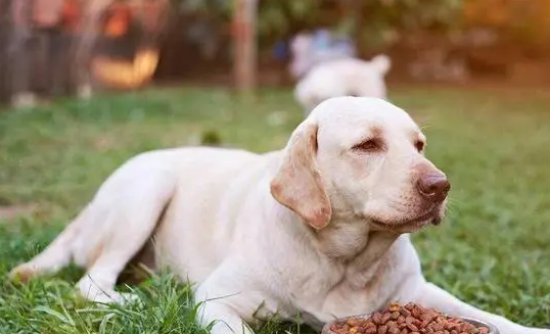 金毛除了狗粮还能吃什么主食呢 金毛除了狗粮还能吃什么主食呢