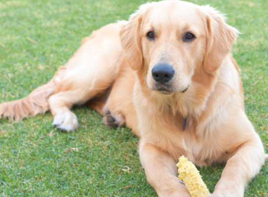 金毛喜欢吃什么食物 金毛喜欢吃什么食物