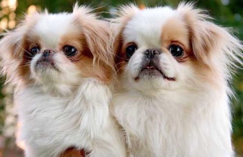 狗狗能喂食骨头吗?