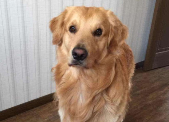 金毛犬吃什么毛发漂亮 金毛犬吃什么毛发漂亮