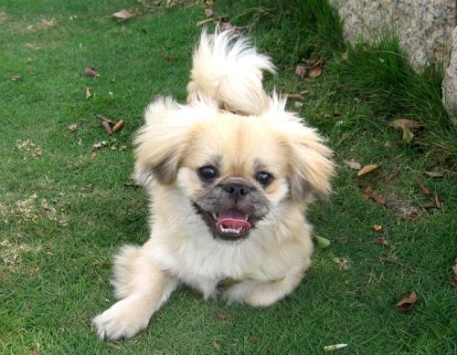 犬外出晕车怎么办?