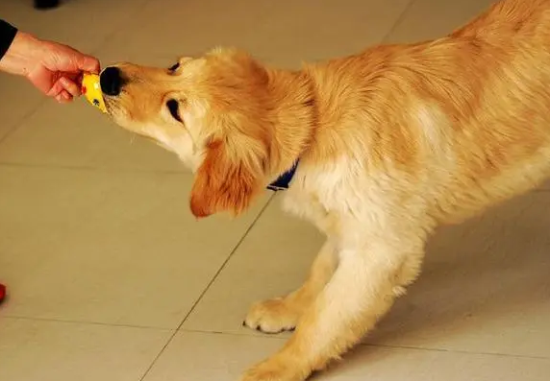 金毛犬的喂养 金毛犬的喂养