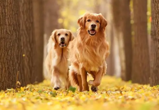 成年金毛—天吃多少狗粮 成年金毛—天吃多少狗粮