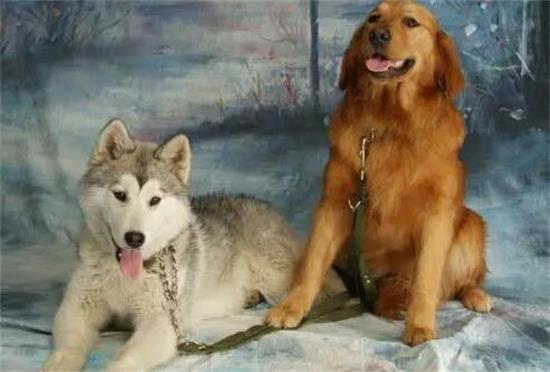 金毛聪明还是拉布拉多聪明还是哈士奇聪明 金毛聪明还是拉布拉多聪明还是哈士奇聪明