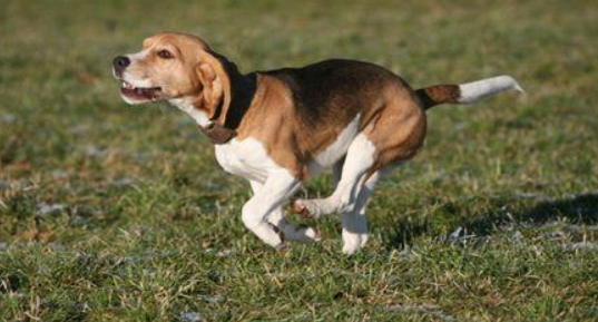 狗狗必须学习的3个吃饭规则