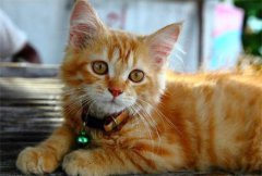 һֻèҧһֻèĲʲô˼?