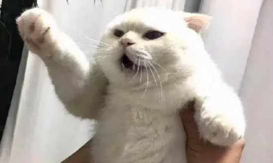 一摸猫肚子就咬人