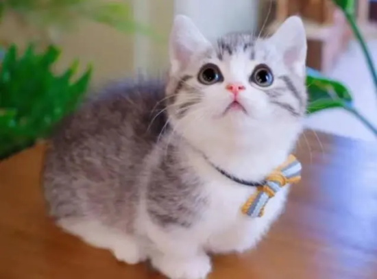 猫咪吃猫砂是怎么回事?