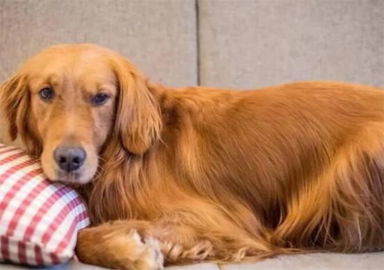 金毛犬的寿命是多少年 金毛犬的寿命是多少年