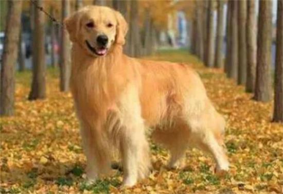 金毛对主人最亲的表现 金毛对主人最亲的表现