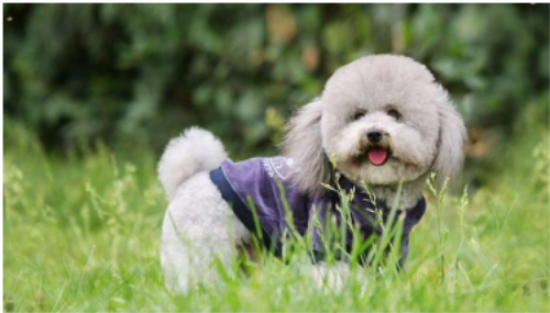 一个月贵宾犬怎么养