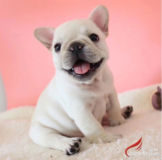 狗狗有体臭怎么办