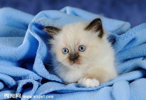 猫鼻子一直是干的但很活泼